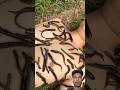 Bushcraft Skills #bushcraft #survival #camping #outdoors #forest #shorts