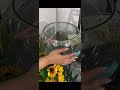 Arreglo floral - girasoles 🌻 🕊🌿