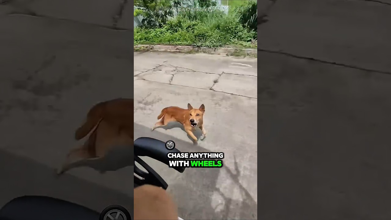 🐕 Aspin: The Philippines' "Mafia Boss" Dog!