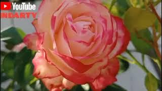 JENIS MAWAR INI PALING MUDAH DI PELIHARA ❓#diy 