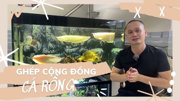 CHIA SẺ KINH NGHIỆM GHÉP CÁ RỒNG CỘNG ĐỒNG || Nuôi nhiều cá rồng chung 1 hồ.