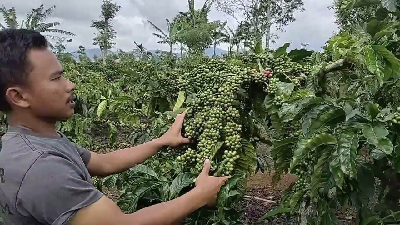 cra perawatan kopi klon bagio mdpl 1200