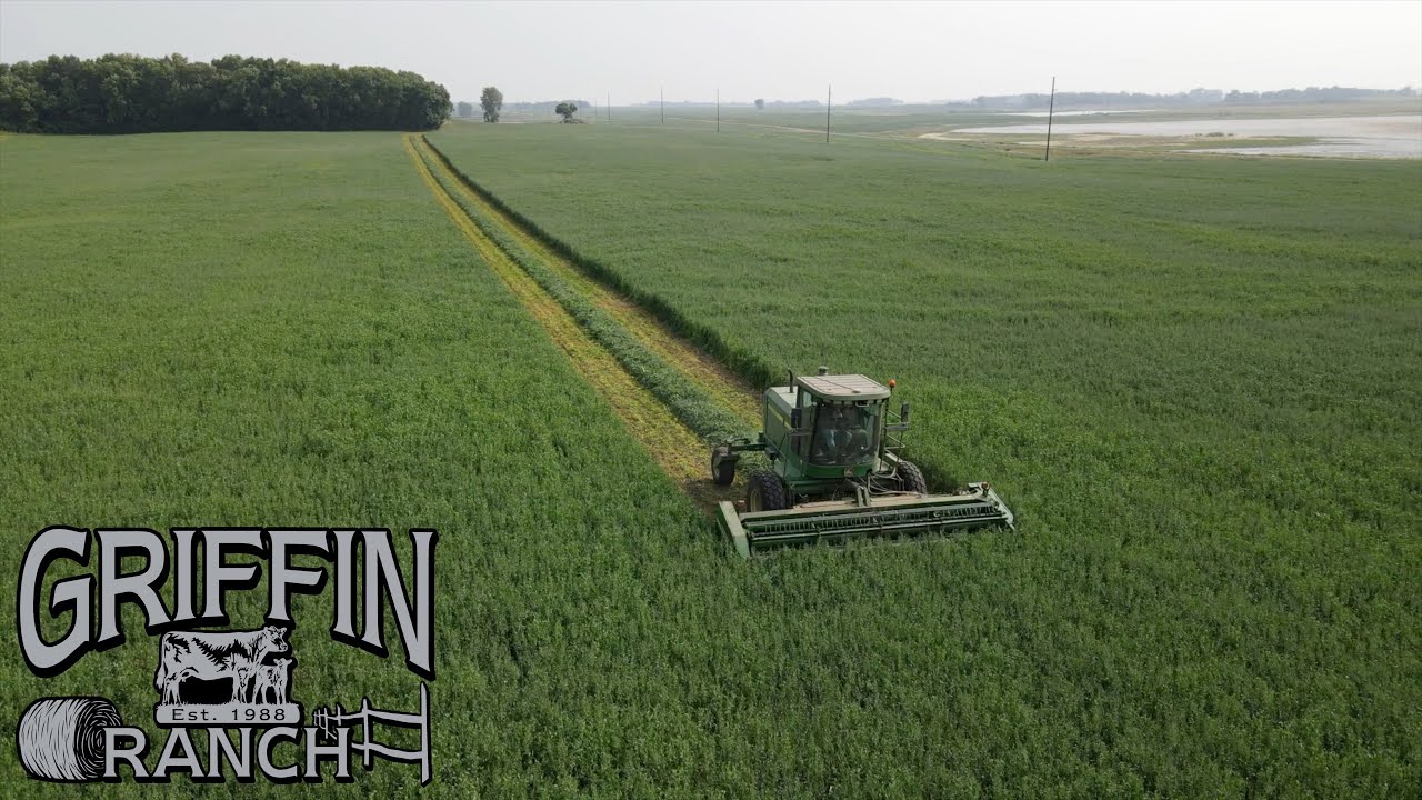 Peas And Oats Get Cut Down