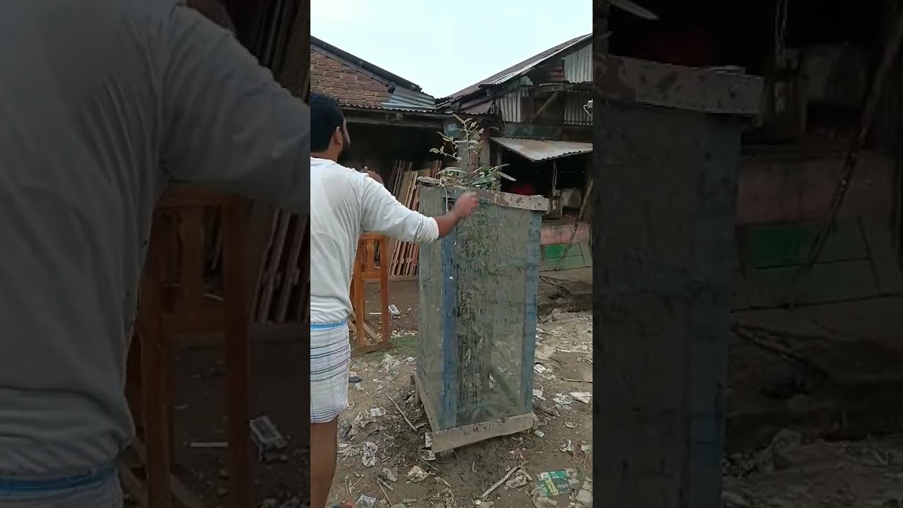 tree provide us oxygen