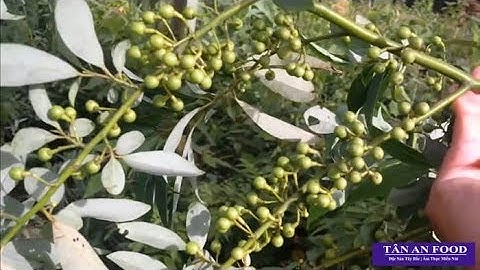 Hạt Mắc Khén có phải là Hạt Tiêu Rừng không?