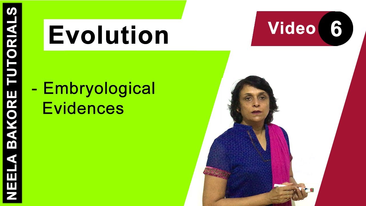evolution-neet-embryological-evidences-neela-bakore-tutorials