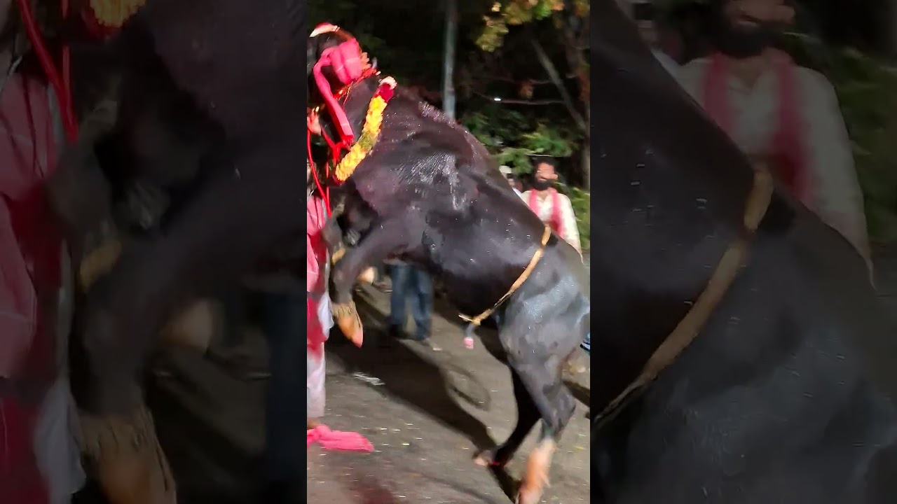 SADAR FESTIVAL CELEBRATION IN HYDERABAD