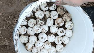 Base de vigilância permanente em Curuá promove conservação de tartarugas na Ilha do Meio