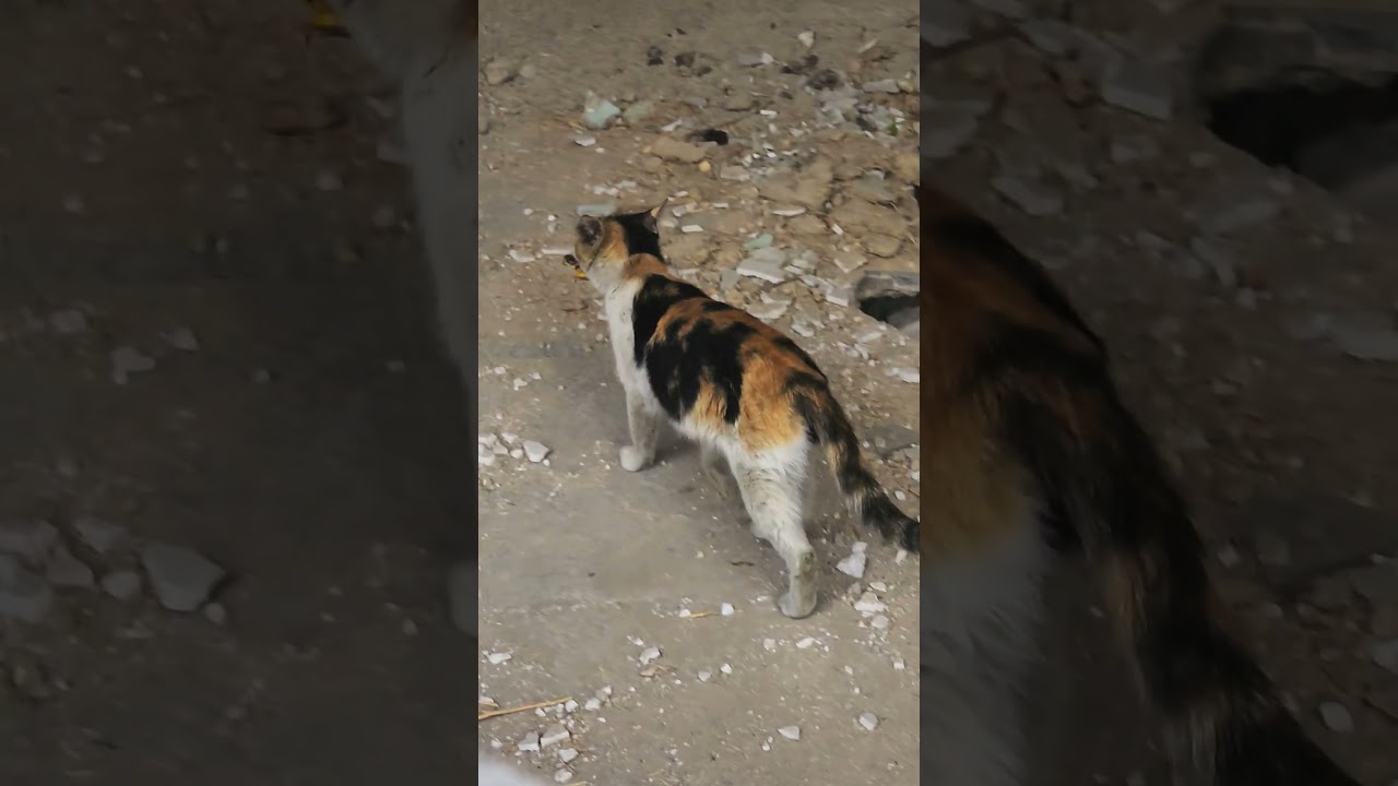 World's Cutest Cat Steals a Giant Bone — Must See!@Catflix & Chill