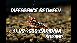 Understanding the substantial difference between $1 and $500 for Caridina Shrimp