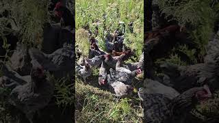 Moving Chickens