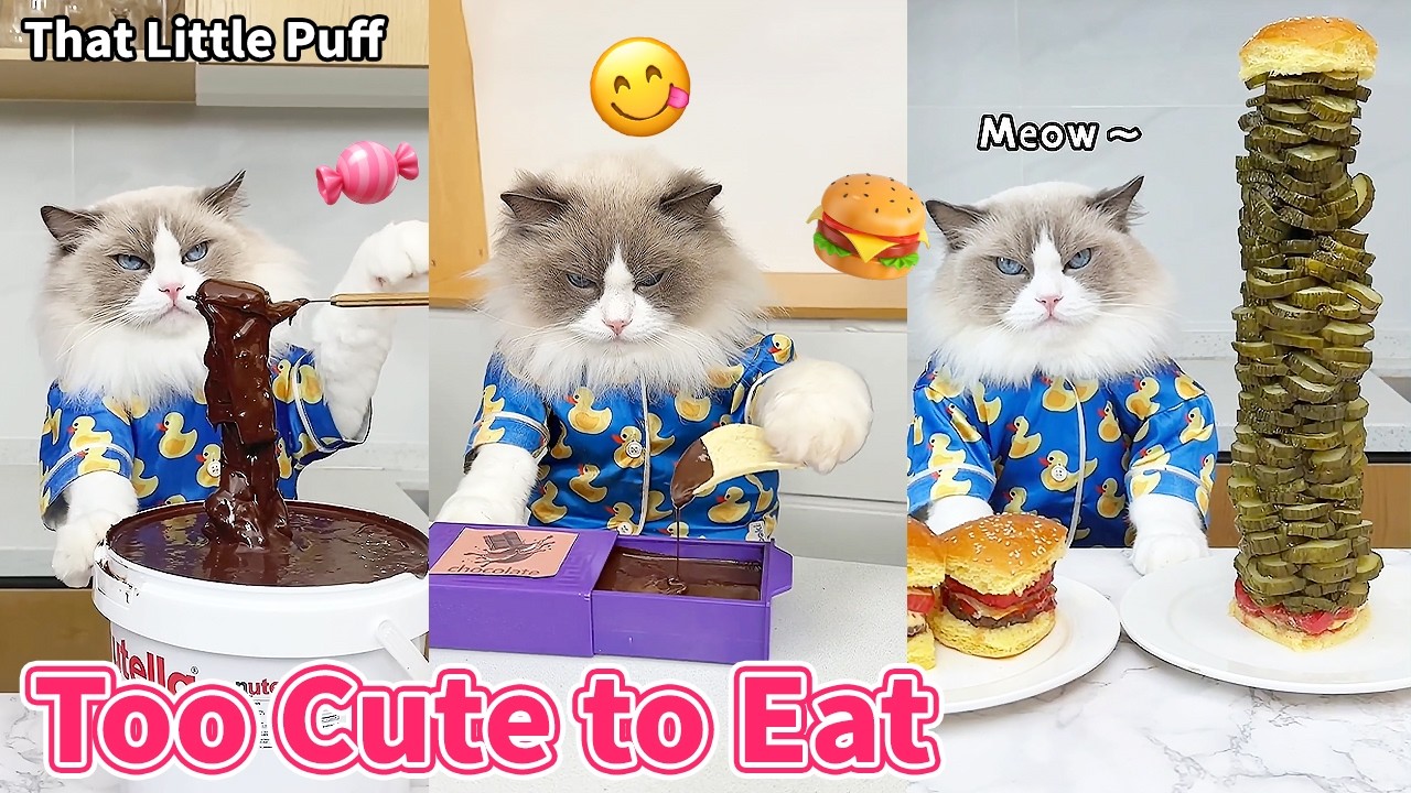 Chef Puff’s Adorable Food Ideas 🐱🍳✨ | That Little Puff
