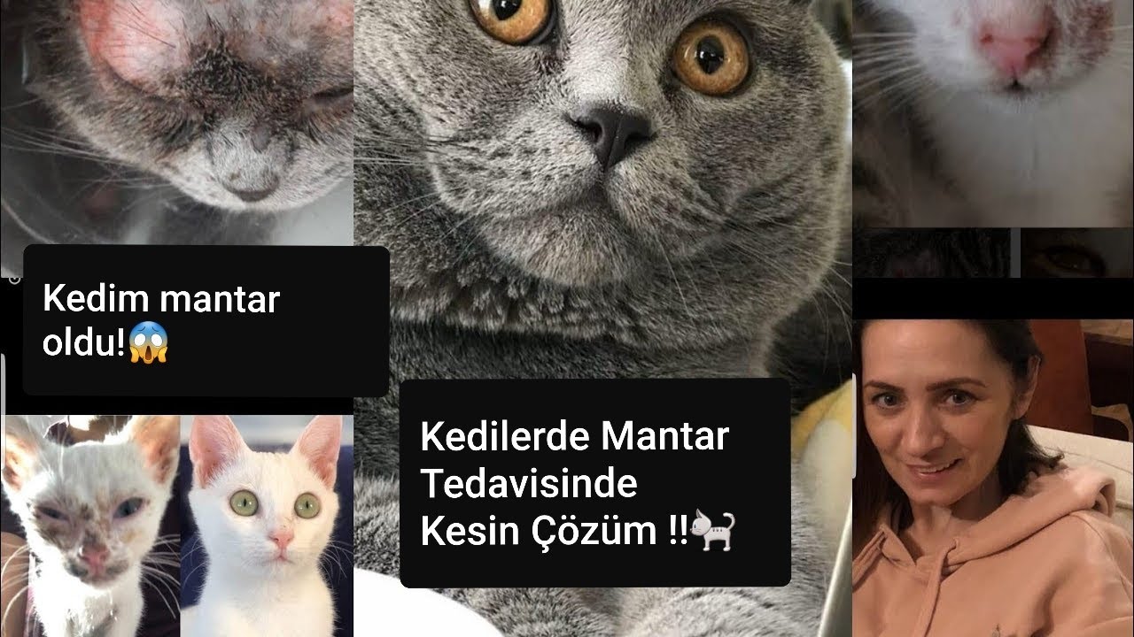 Kedilerde Mantar Hastaligi Tedavisi Kesin Cozum Ilac Uygulamasi Nasil Yapilir Ebru Kurtoglu Youtube