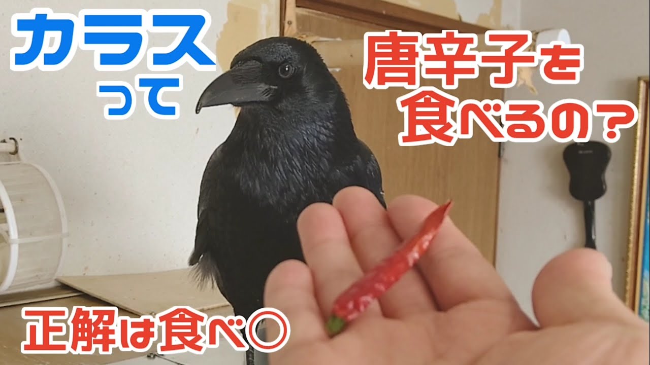 激辛唐辛子 カラスってトウガラシを食べるのですか 答えは食べ 下級国猫 上級国猫 口でか犬 0215 カラス 四つ足トリオ Youtube