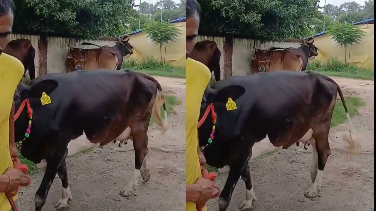 🐄 HF Cow for Sale | High Milk Yield | Healthy & Vaccinated | Cow Selling Video Welcome to latest cow