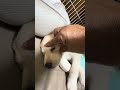 何されても起きない子犬🐶