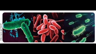 Las Bacterias y su mecanismo de evolución