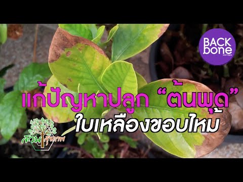 วีดีโอ: ใบพุดเหลือง - วิธีแก้ไขพุดซ้อนใบเหลือง