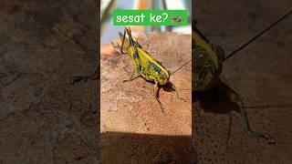 Belalang kunyit. #grasshopper #insects