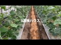 長友農苑の栽培日記　9  、5  、3連棟ハウスの灌水　　エクセレント620 撮影2019年10月14日