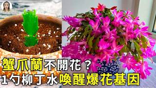 蟹爪蘭掉花苞？現在拯救才有效，1勺柳丁水讓花苞焊死在葉片上，天冷輕鬆100朵|花花世界