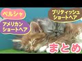 【70万回再生突破!】【かわいい猫まとめ動画】アメリカンショートヘア/ブリティッシュショートヘア/ペルシャ