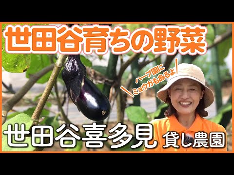 【栽培生活】世田谷喜多見のハーブ園やミョウガがある住宅地の貸し農園【シェア畑】