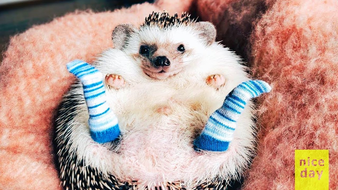 🦔 a hedgehog wearing socks 🧦.