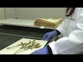 How to help Cal Academy of Sciences digitize 2.3M plant samples