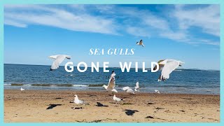 Seagulls GONE WILD
