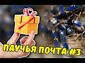 Паучья почта #3 (Фрины и нанду хроматус)