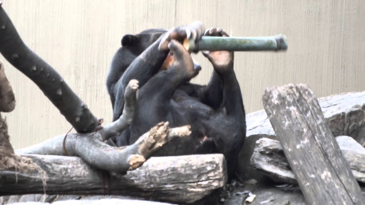 kawaii emoticons Sun Bear Playing with bamboo.竹で遊ぶマレーグマ。