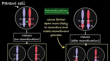 Linked Genes Explained
