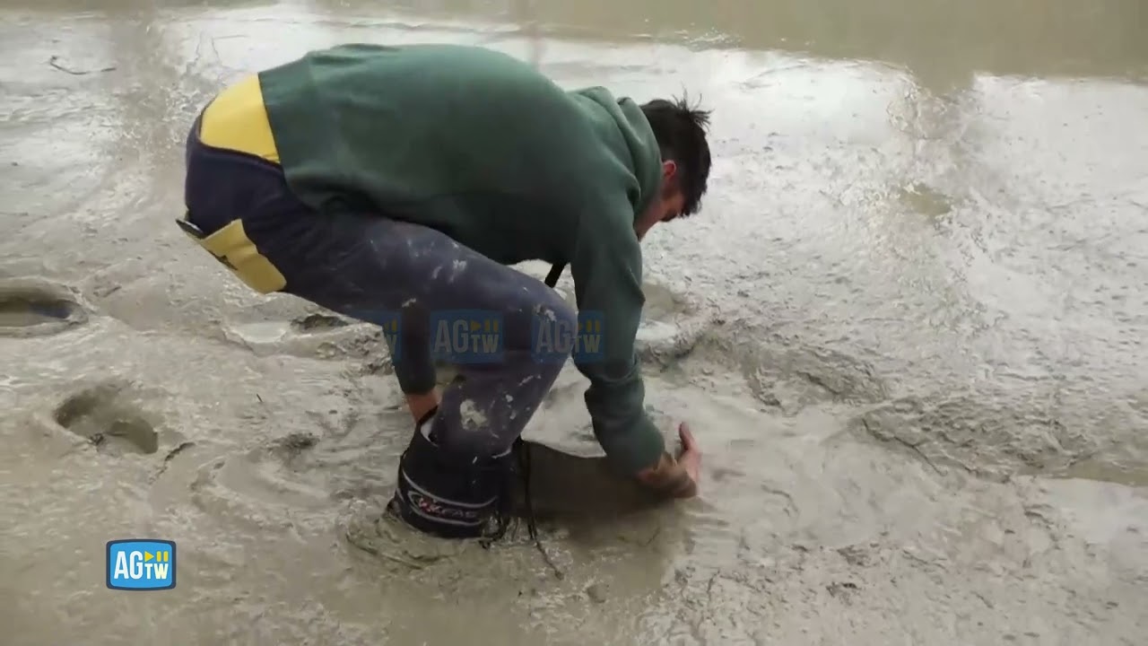 Cesena, il fiume lascia pesce agonizzanti per strada: il salvataggio di una carpa (incinta)