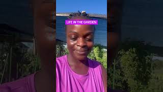 HARVEST OF THE DAY (10.06.25) #garden #gardening #harvest #zone8b #howtogarden #harvesting
