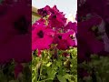 Fresh and colorful flowers in a peaceful garden 🌿