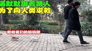 3只小奶猫默默跟在路人身后，原来它们是在向人类求助，结局暖心