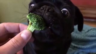 Cute pugs eating human food - funny pug puppies compilation