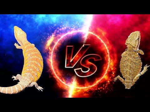 The Battle for Best Beginner Reptile. - YouTube