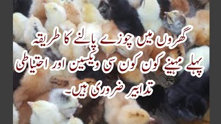 Care of Chicks | chozon ki Management | 1st month Vaccination | Chozon ko palne ka tariqa