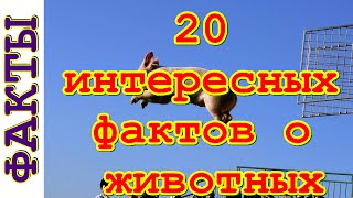 🐻 20 интересных фактов о животных 🐻 20 интересных фактов о животных