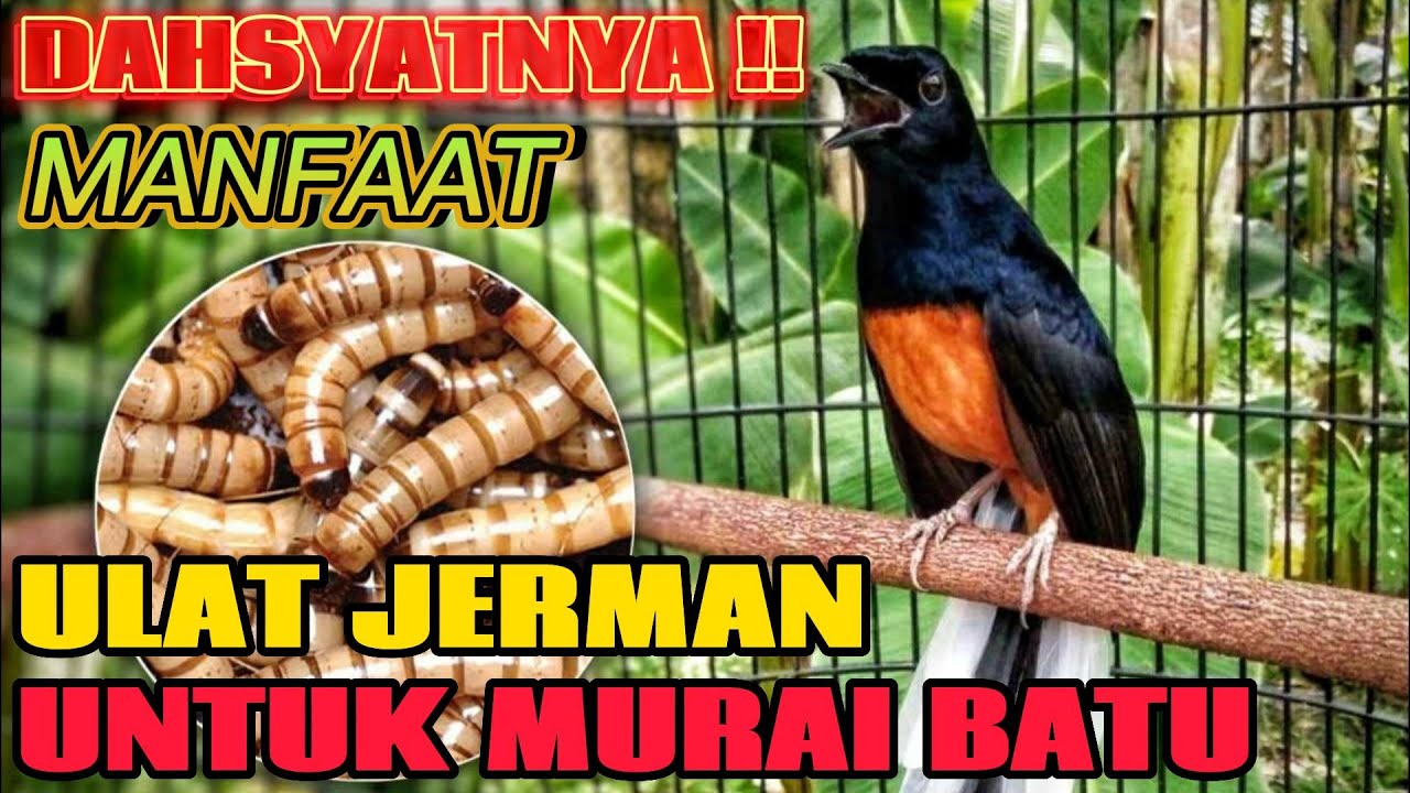 MANFAAT ULAT JERMAN UNTUK KICAU •MURAI BATU•