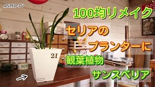 100均リメイク セリアのプランターに観葉植物 サンスベリア♪  プランターリメイク