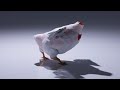 コケピー　歩きアニメーション