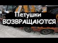 Петушки возвращаются!