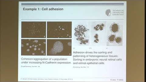 Dr. Alf Gerisch | Nonlocal models for interaction driven cell movement