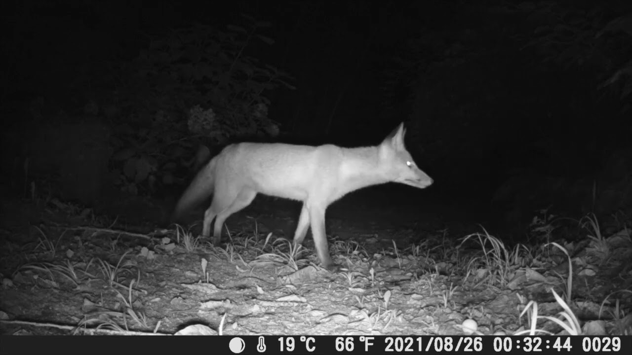 Cold Case #2 - Looking for... - Ep. 7 The Gang Benny Hill Version