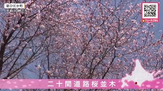 Cherry blossoms are in bloom along the Nijukken Road cherry tree