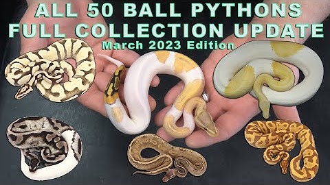 EVERY...BALL...PYTHON...IN MY COLLECTION RIGHT NOW & MORE COMING + NEW ANIMAL that
