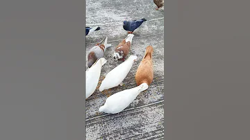 Pigeon Sound 
